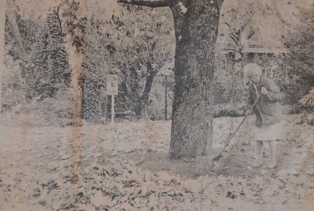 1981 Hood River News raking leaves